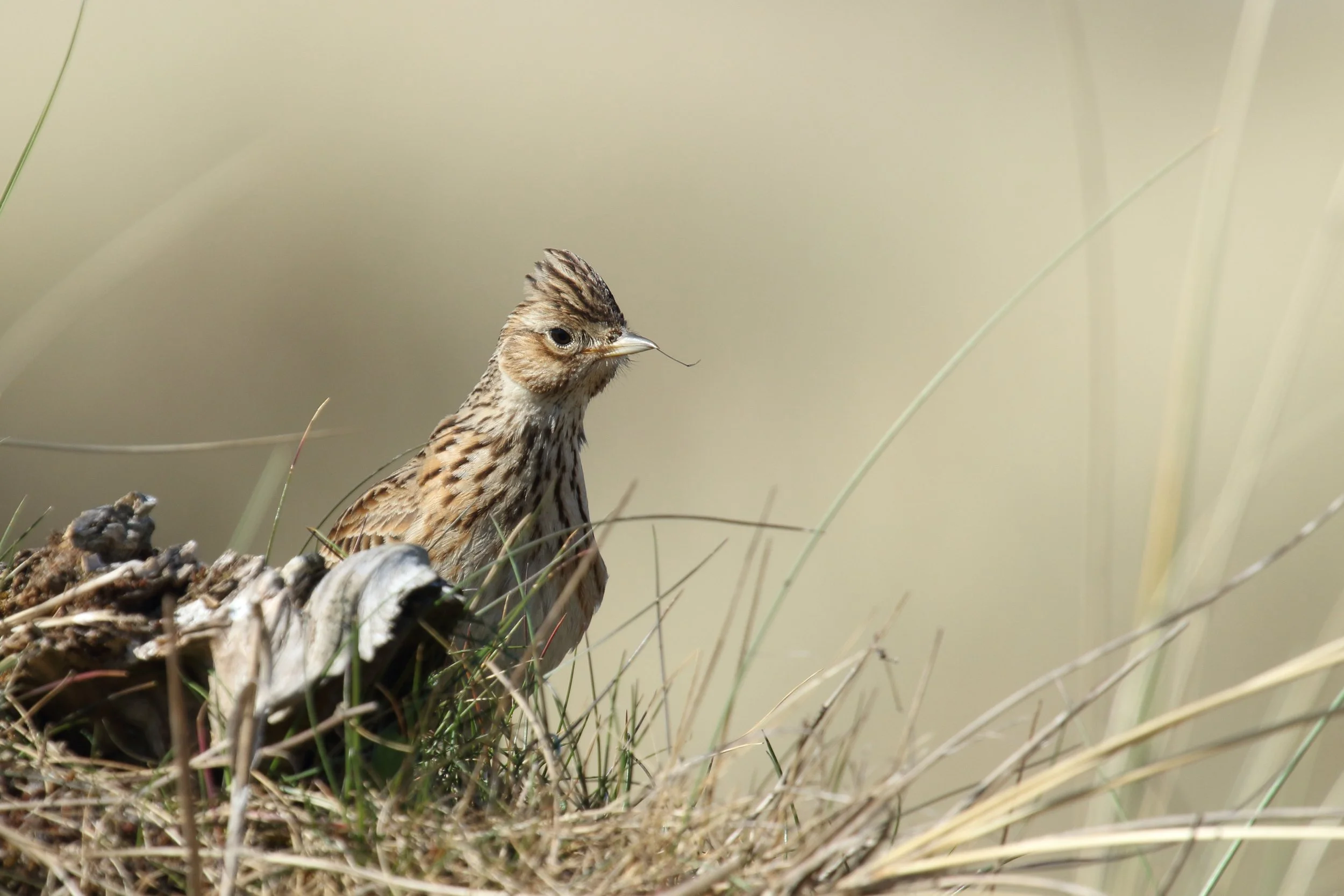 Skylark (Alauda arvensis) (1).JPG