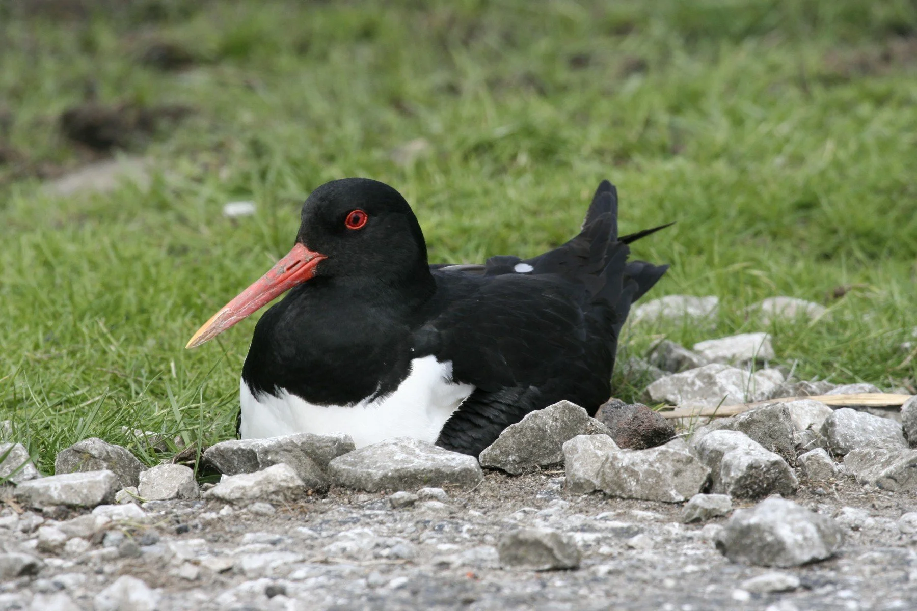Oyster Catcher on nest.HWT.by Isabel Carrahar.jpg..jpg