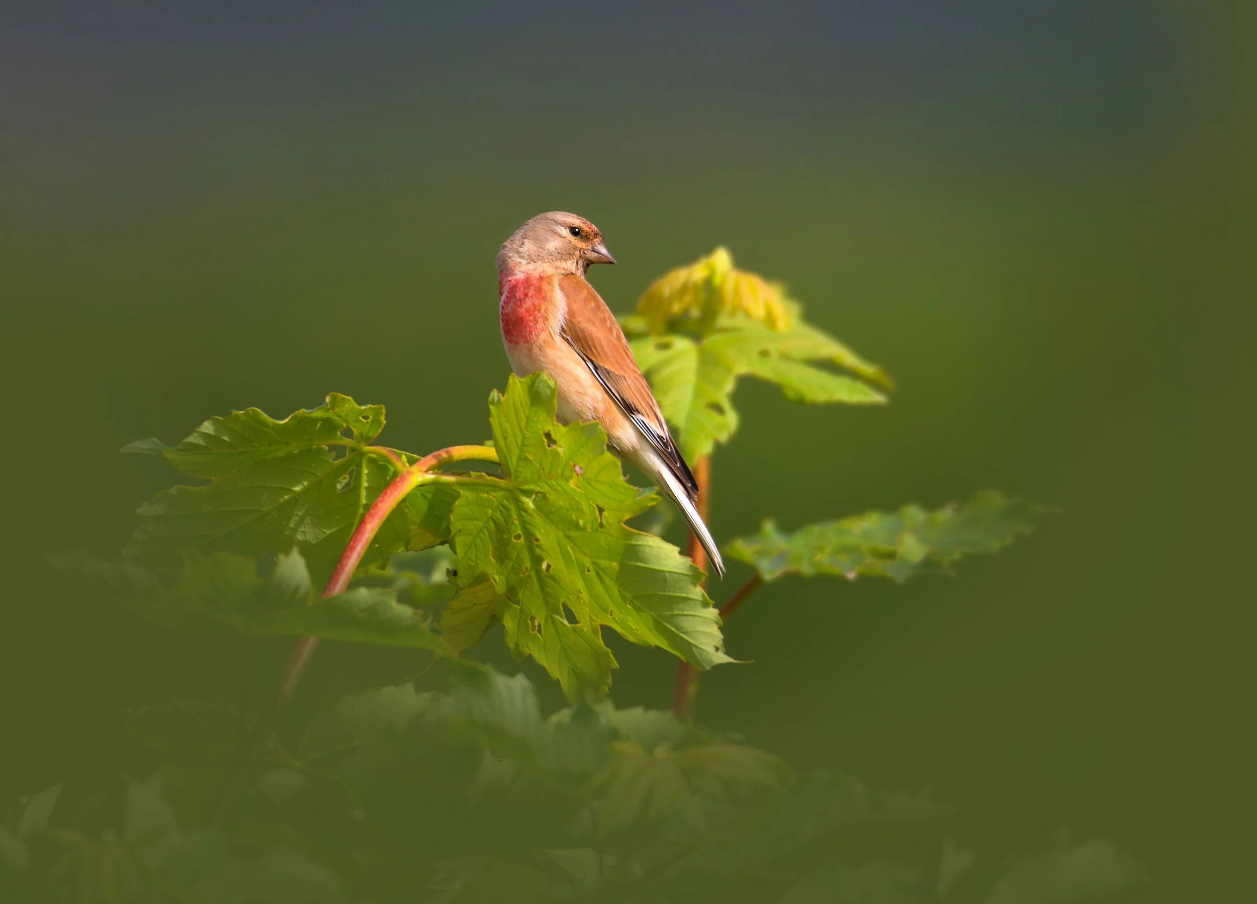 Listening to Nature: How Passive Acoustic Monitoring Transforms Bird Surveys