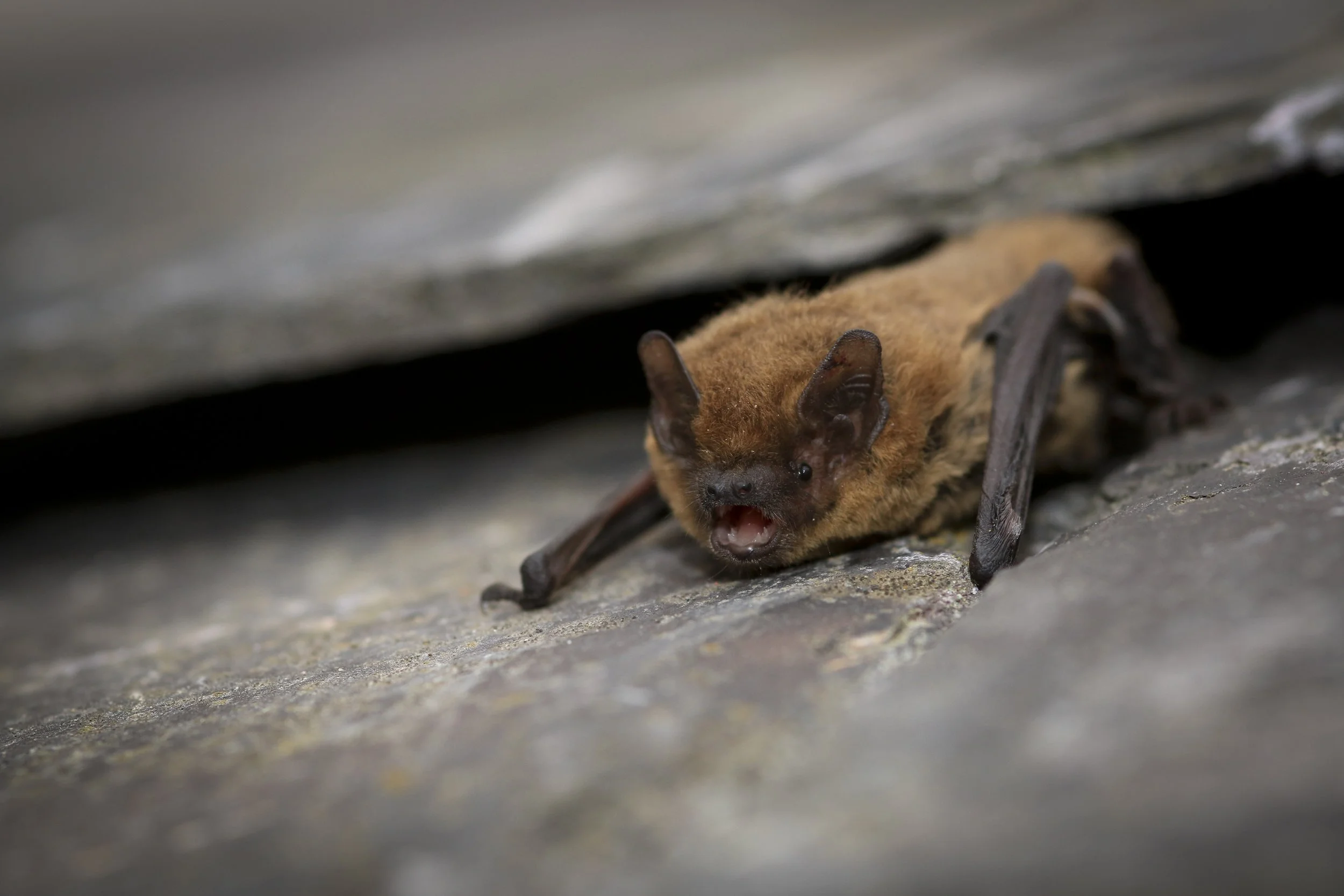 Why is monitoring important when doing habitat creation and restoration ...