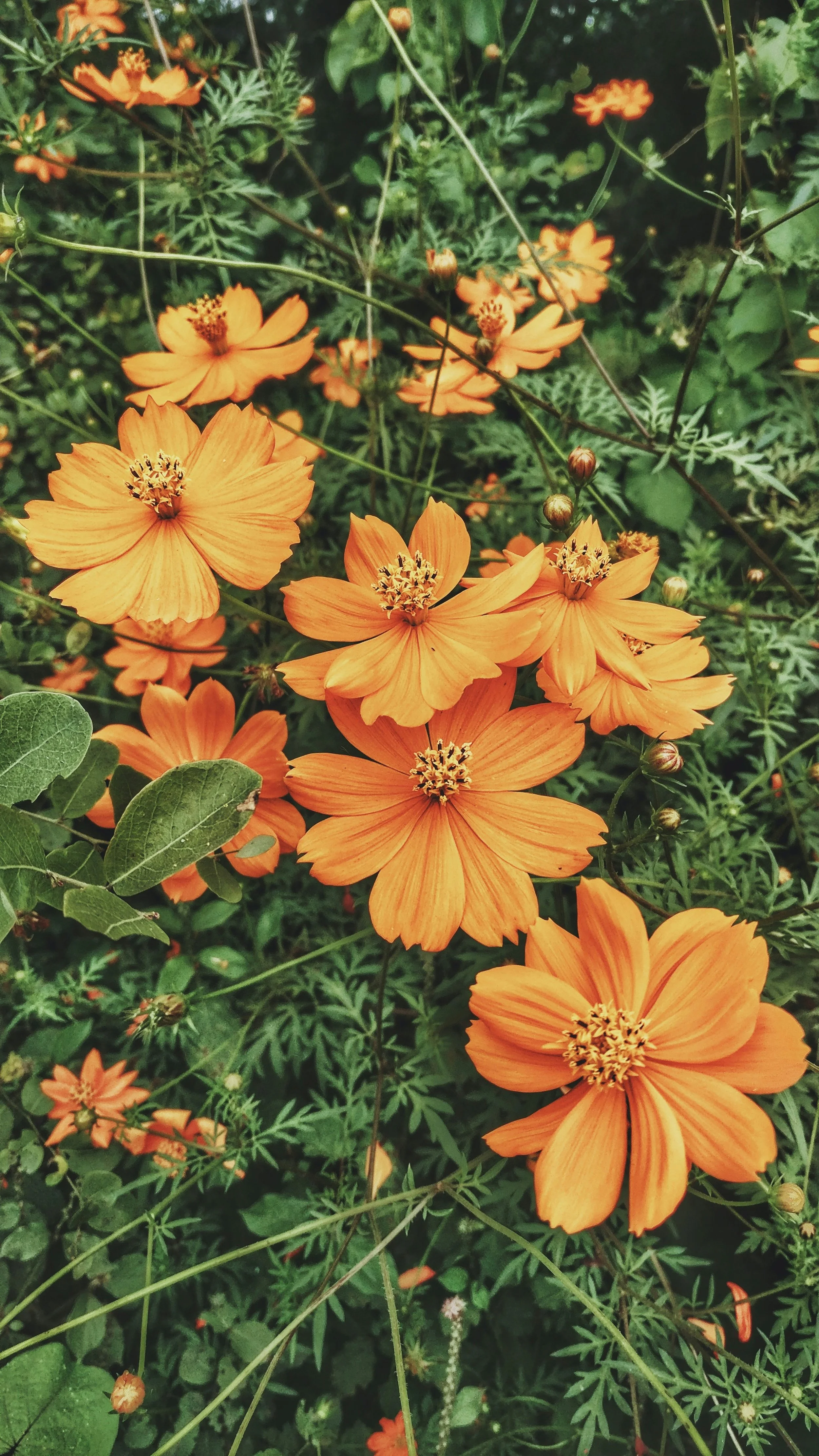 Cluster of orange flowers blooming among green foliage, with some buds still closed.