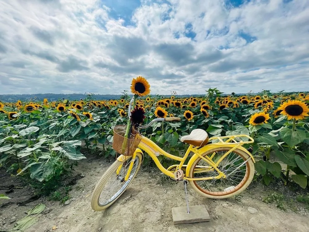 Sunflowers.jpg