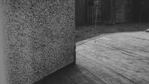 A dog is coming towards the camera from behind the wall