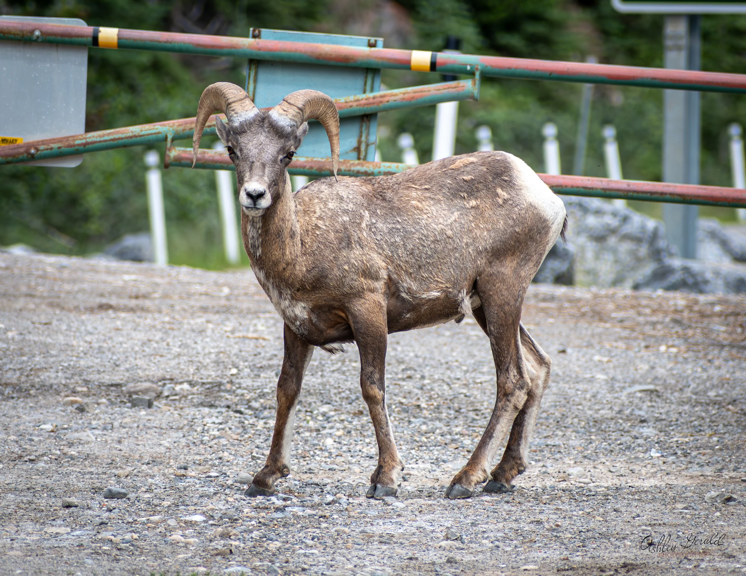 Bighorn Sheep.jpg