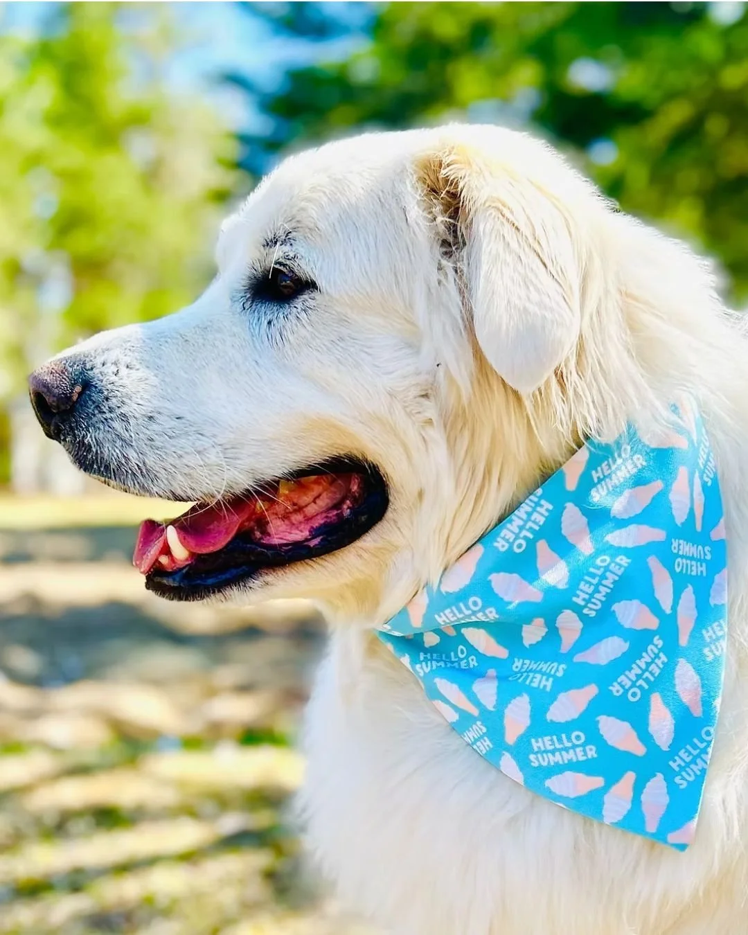 The humans aren't the only ones excited for summer! 🐕 Shop summer styles from @pupitup  at the Spring Market for your fav four-legged-friend - just in time for the warmer weather ahead. 

@pupitup #makersnorth #supportlocal #shophandmade #sudburyont