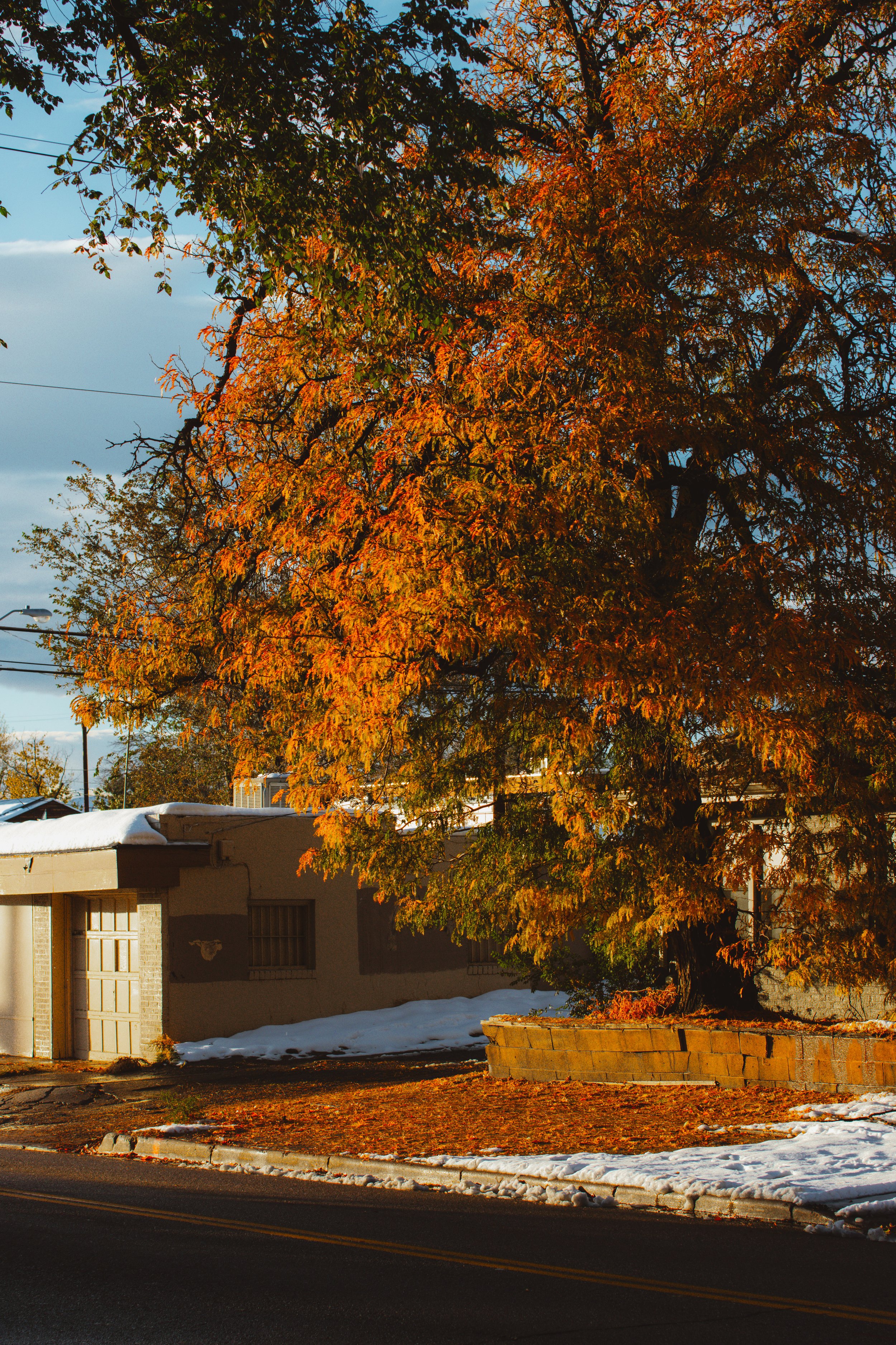 Beautiful Tree in the Afternoon Sun.JPG