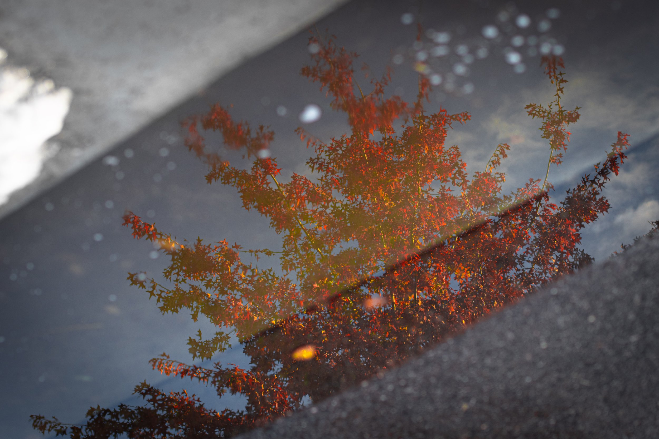 Reflected Tree in Street.JPG