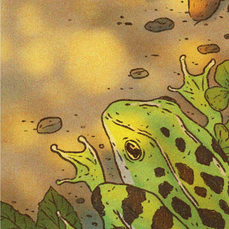Leopard Frog Studio