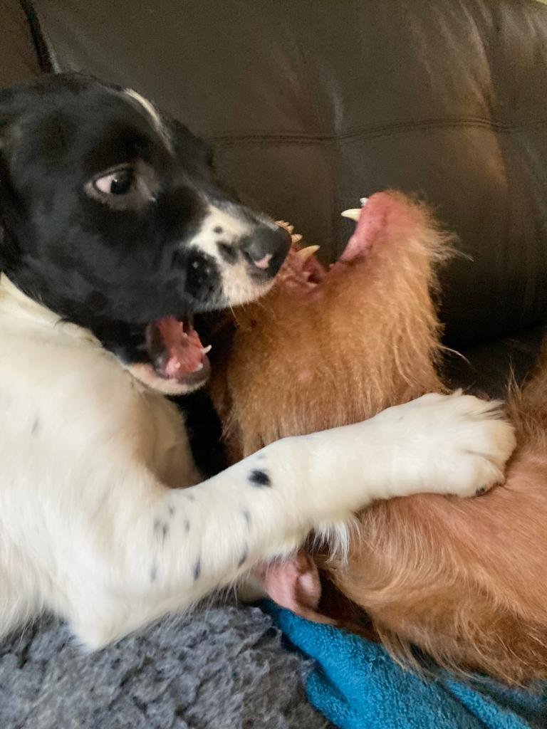 Puppy socialisation: common mistakes and how to avoid them