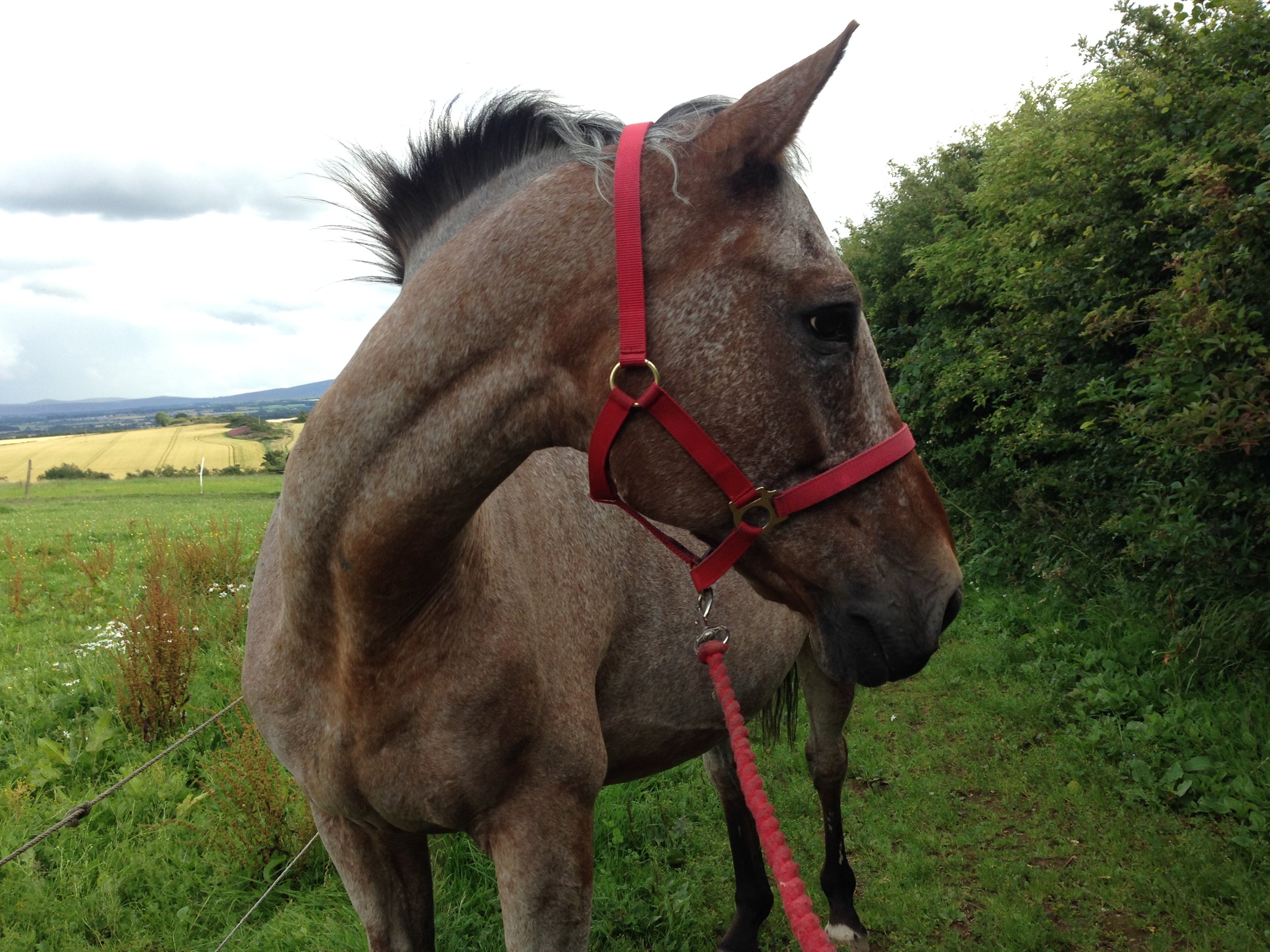 Quick wins to improve your horses behaviour