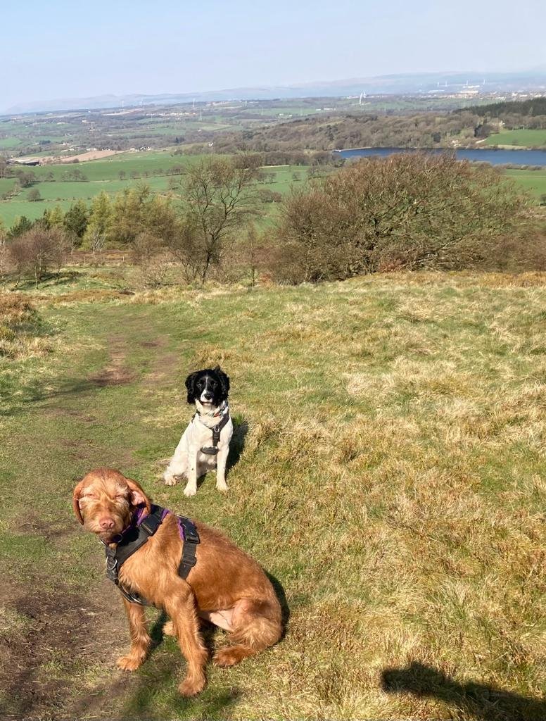 Positive reinforcement training, why it is the obvious choice!