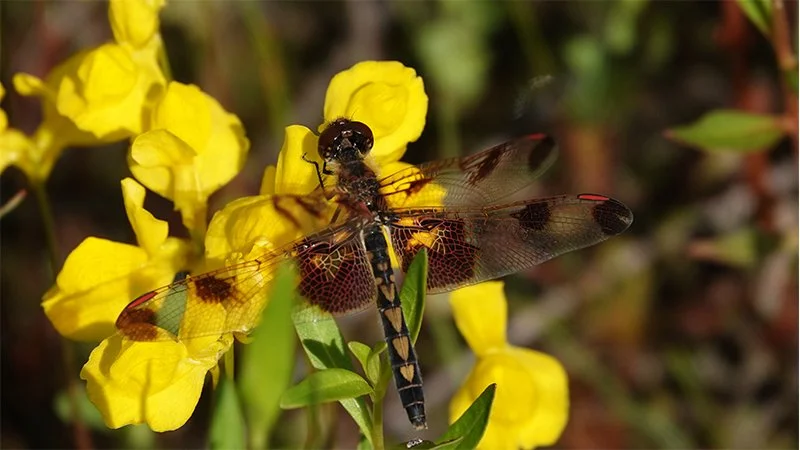 A dragonfly perched on yellow flowers with green leaves.