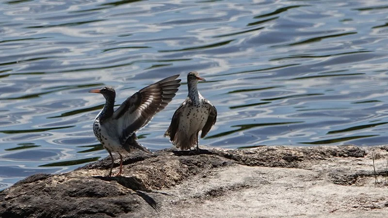 Two spotted birds standing on a rocky shore near water, one stretching its wings.