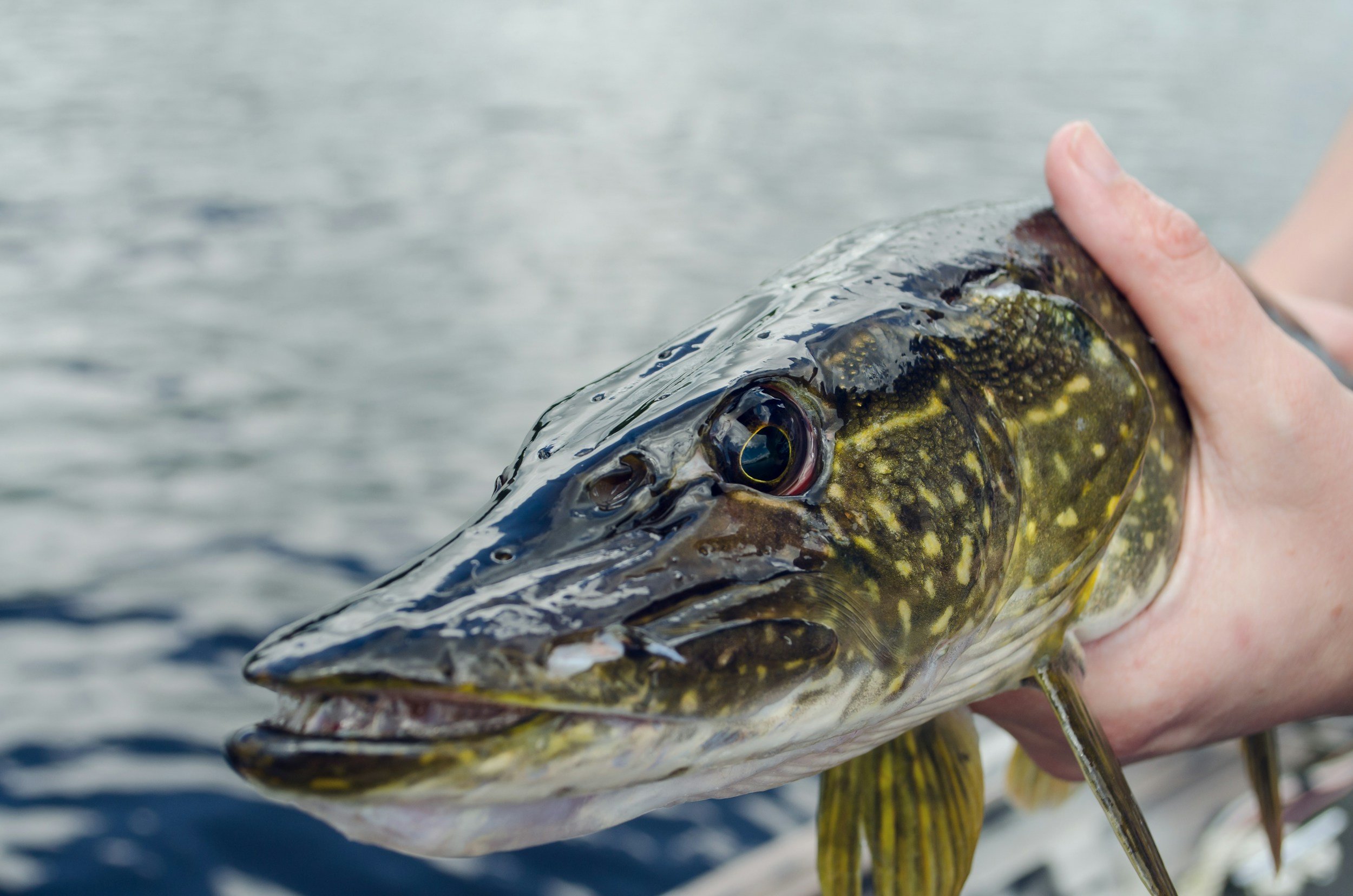 A person's hand holding a large fish with a pointed snout and greenish-yellow and black markings, over water.
