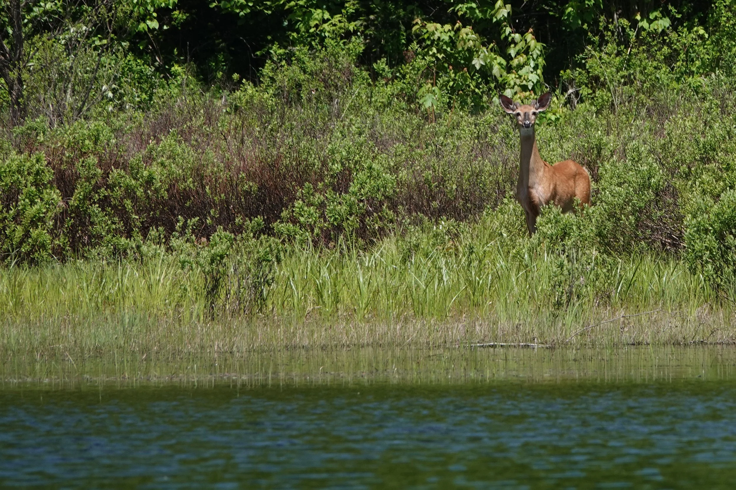A deer standing near a body of water with green vegetation in the background.