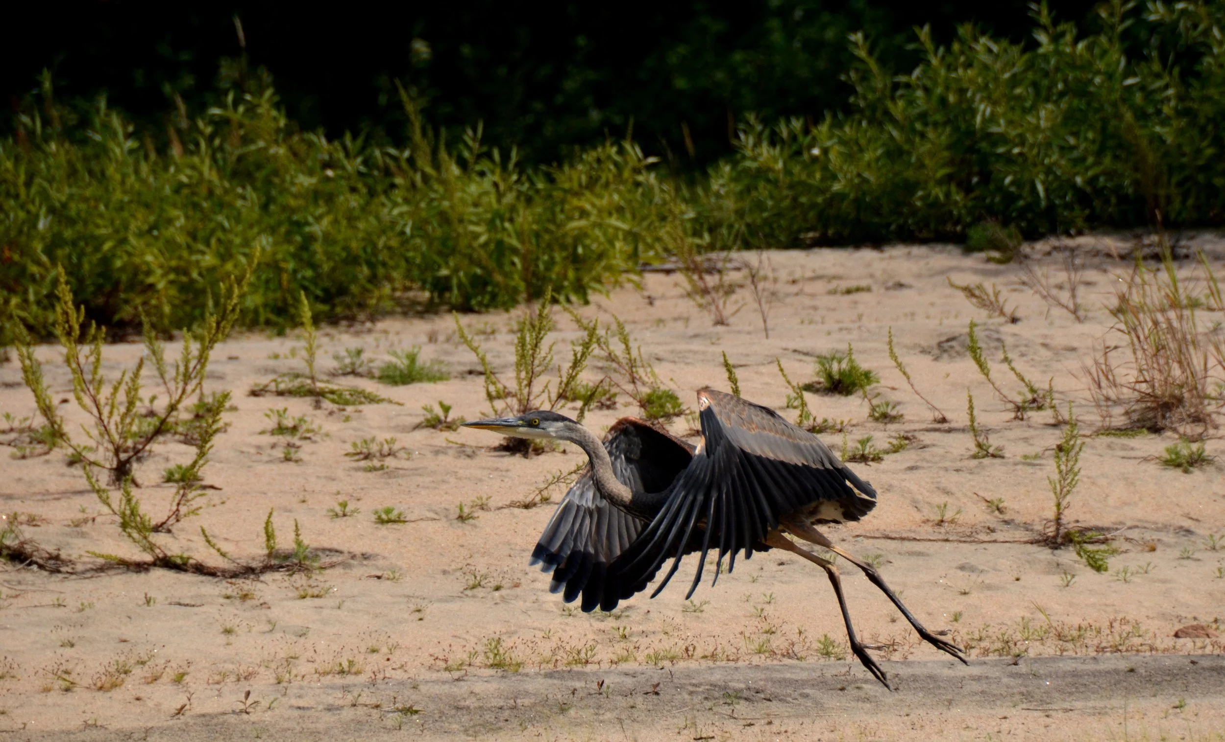A heron taking off from sandy ground with sparse green vegetation and bushes in the background.