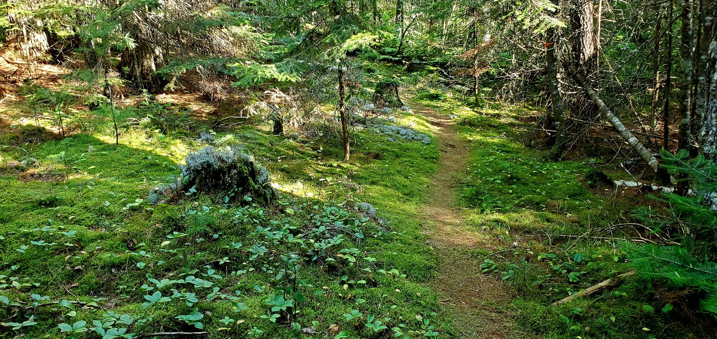A narrow dirt trail winds through a dense, lush green forest with sunlight filtering through the trees.