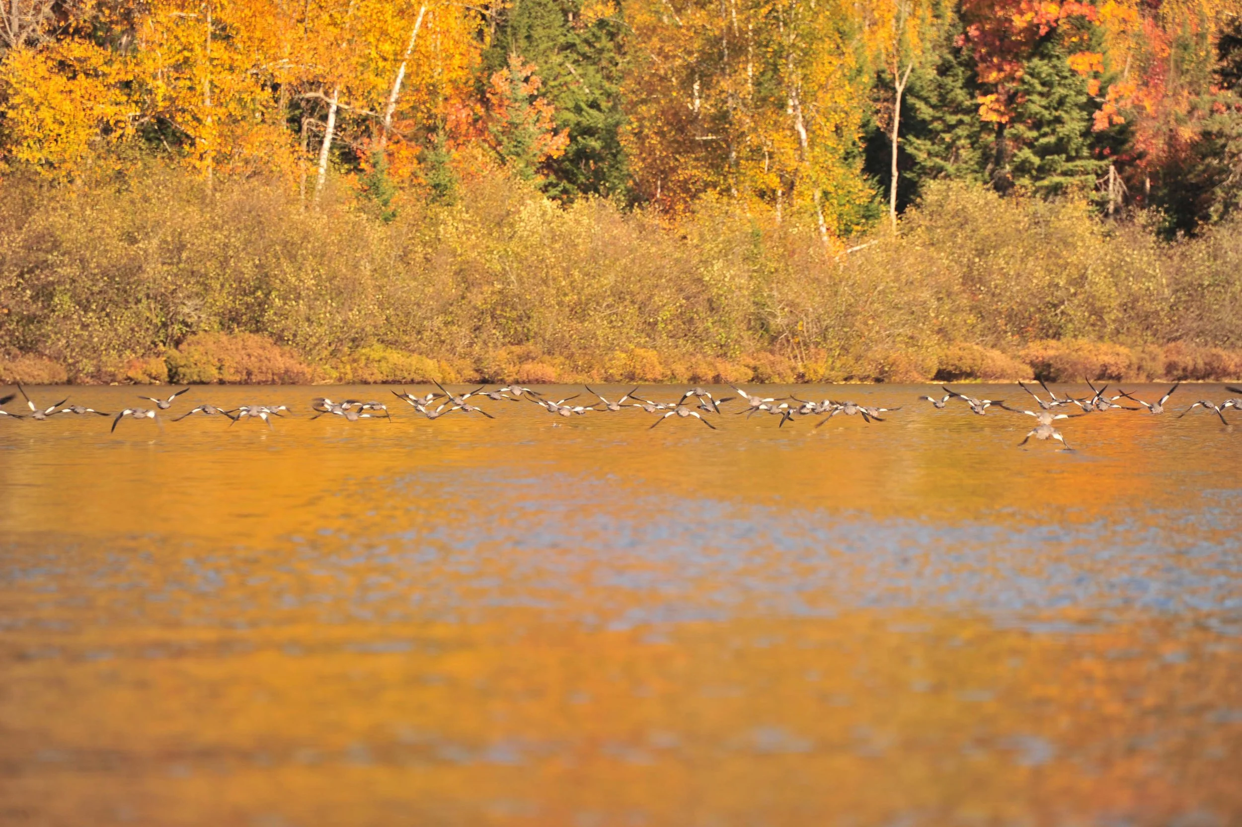 A flock of birds flying over a lake during fall, with trees in vibrant autumn colors in the background.