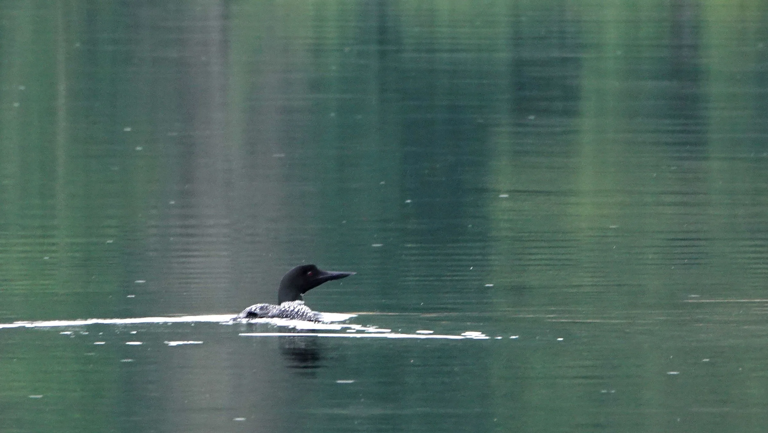 A loon swimming on a calm lake surrounded by green forest reflections.