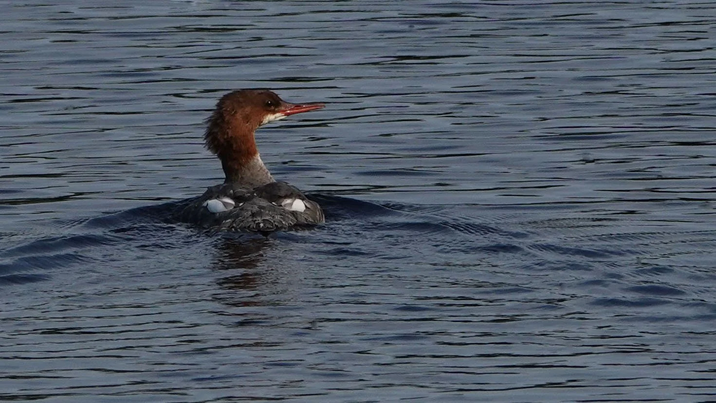 A duck swimming in a body of water, with ripples on the surface.