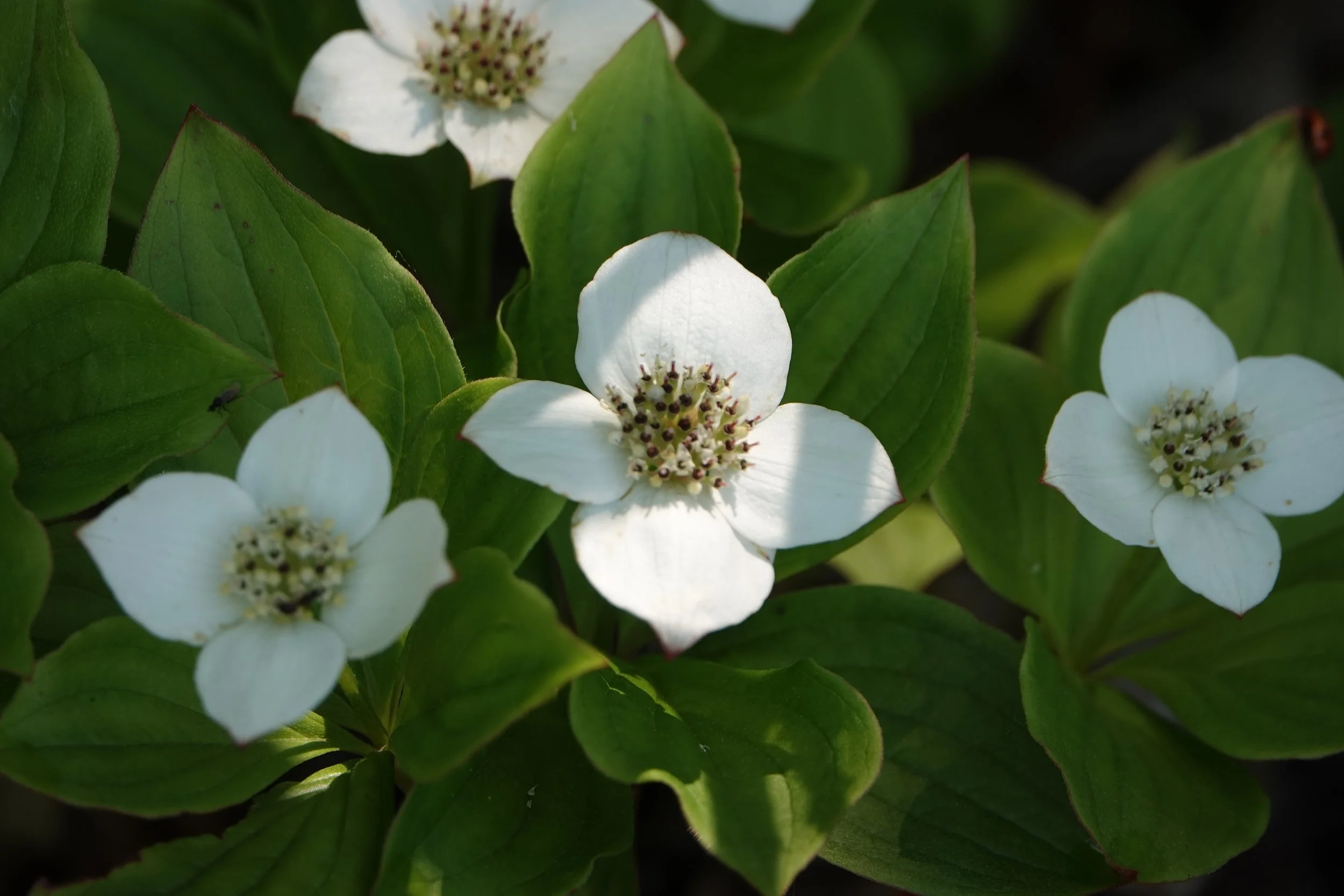Close-up of white flowers with dark stamens surrounded by green leaves.