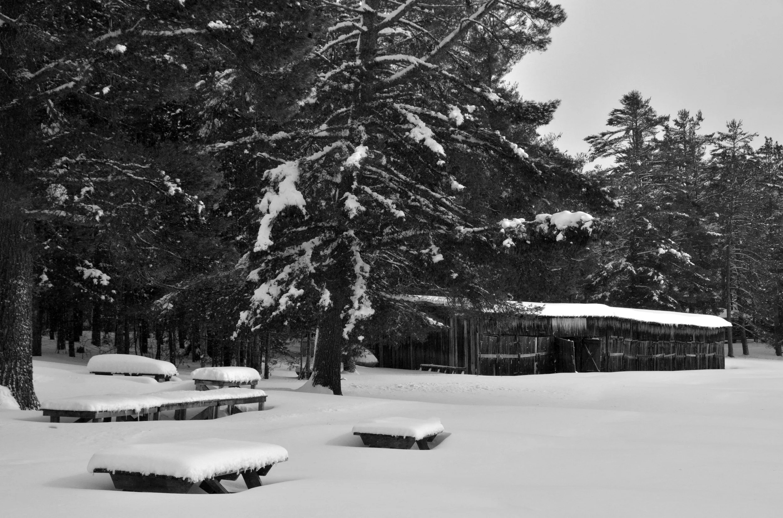 A snow-covered landscape with a wooden shed, surrounded by tall pine trees with snow on their branches, and snow-covered picnic tables in the foreground.