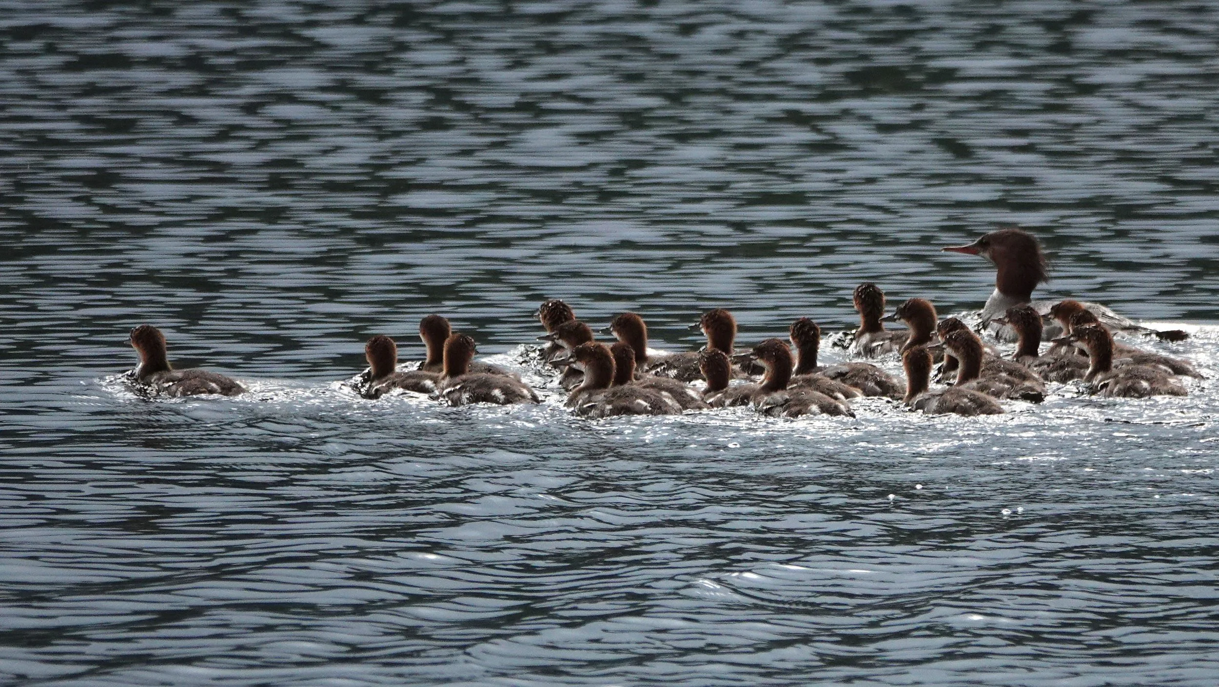 A mother duck with a large group of ducklings swimming on a body of water.