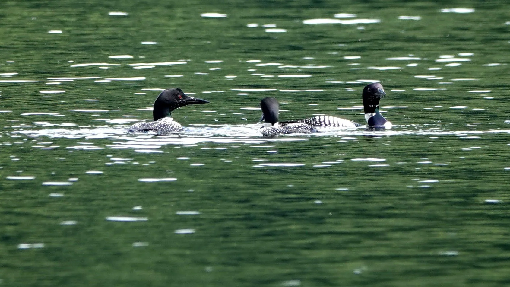 Three loons swimming on a calm green lake. The loons have black heads and backs, with white markings on their necks and wings.