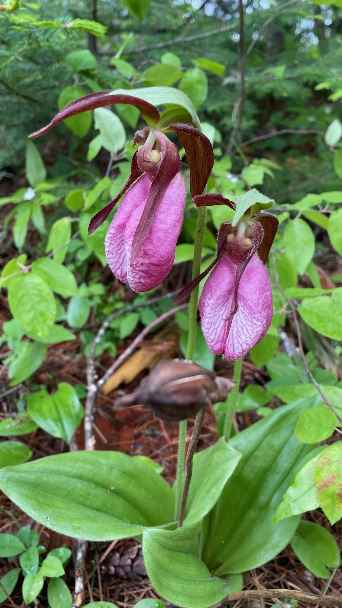 Close-up of pink and brown orchids blooming in a forest with green foliage in the background.