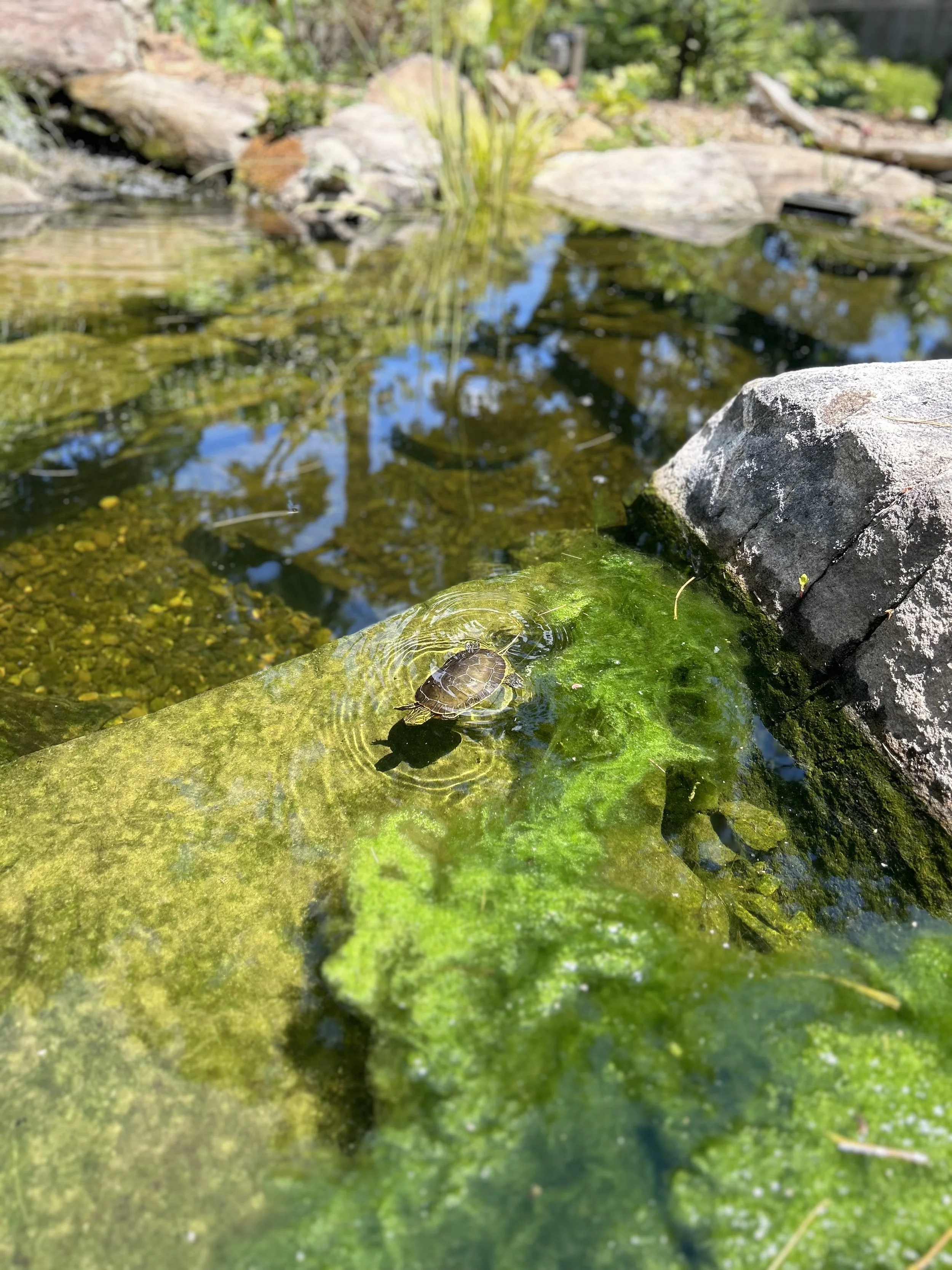 Ecosystem pond created to keep some slow-moving spaces which encourage turtles to stay put for winter brumation, rather than look elsewhere each winter.