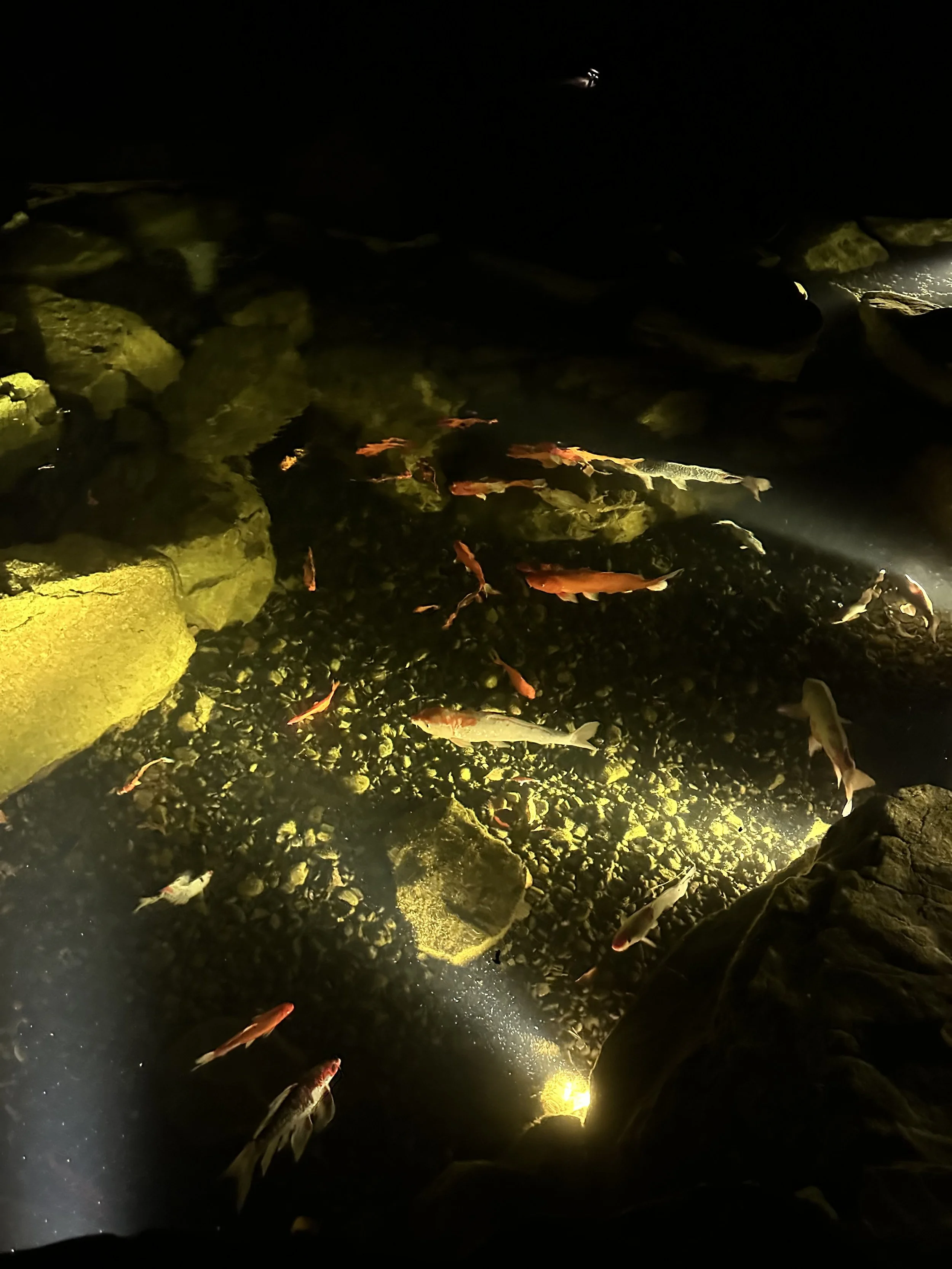 The koi in this Hockessin, DE ecosystem pond find that nighttime is the best time to avoid the Heron population.