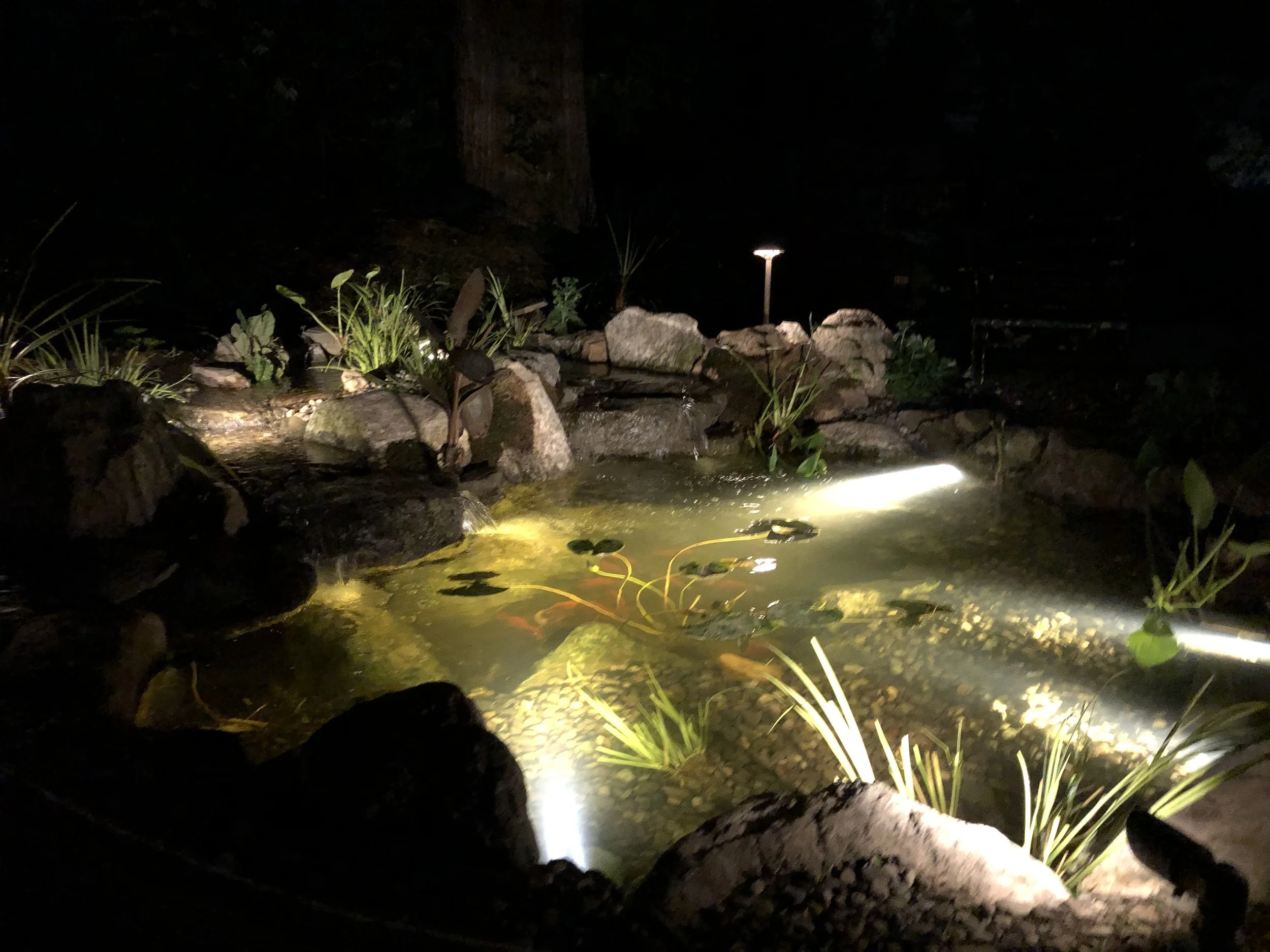 Only half a dozen lighting fixtures make this goldfish ecosystem pond the center point of focus at this quiet Greeneville, DE backyard hideout. 