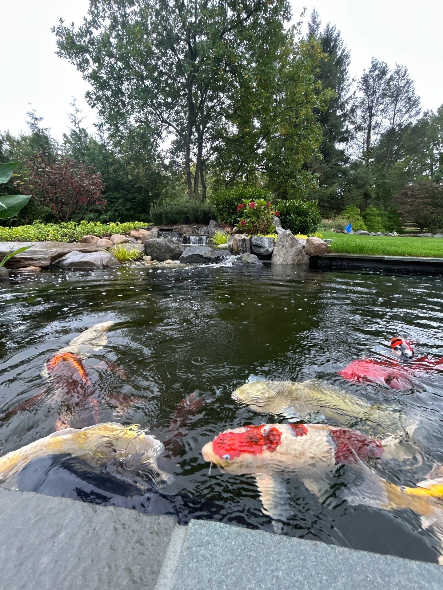 Feeding time for these happy koi fish in Penn Valley, PA
