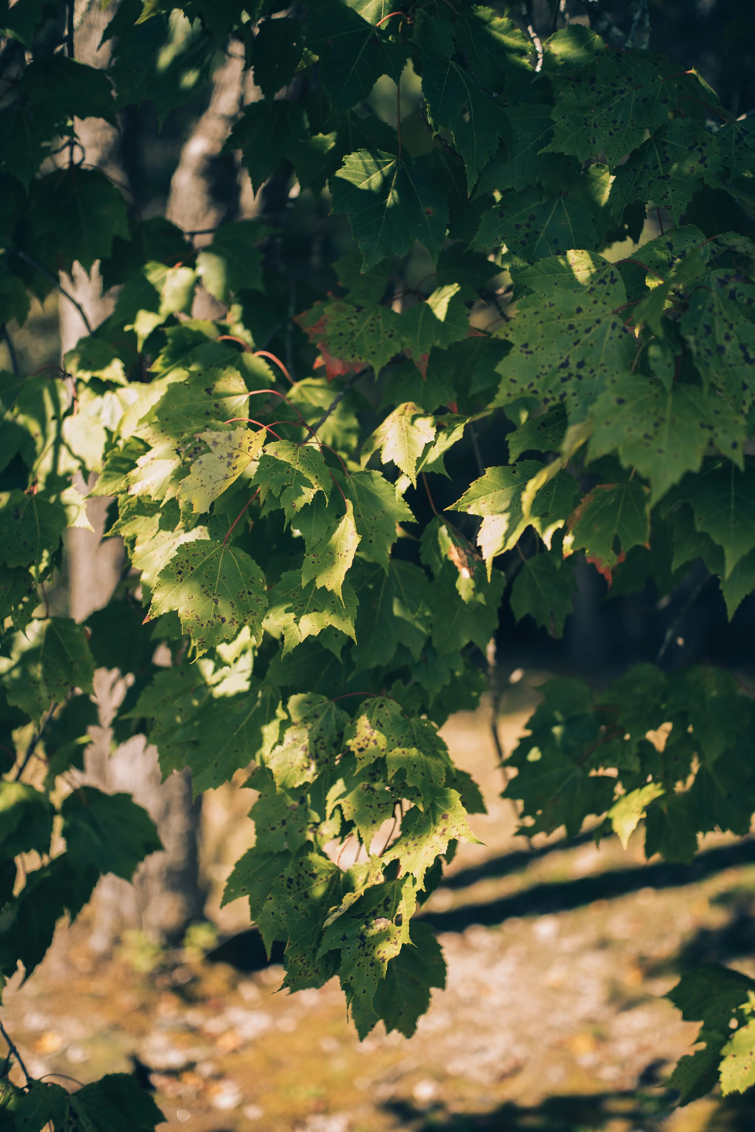Greenery-2.jpg
