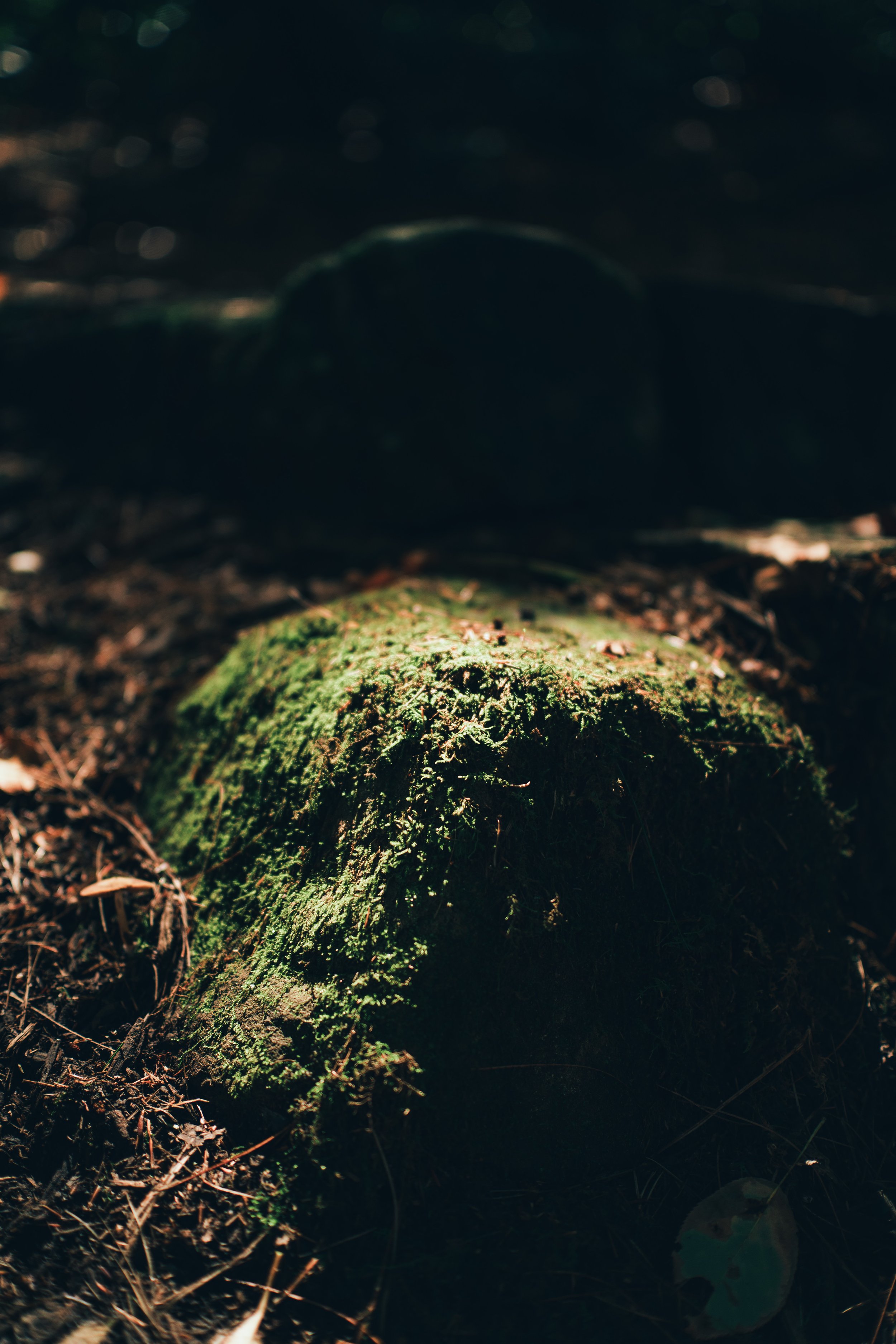 Greenery-9.jpg