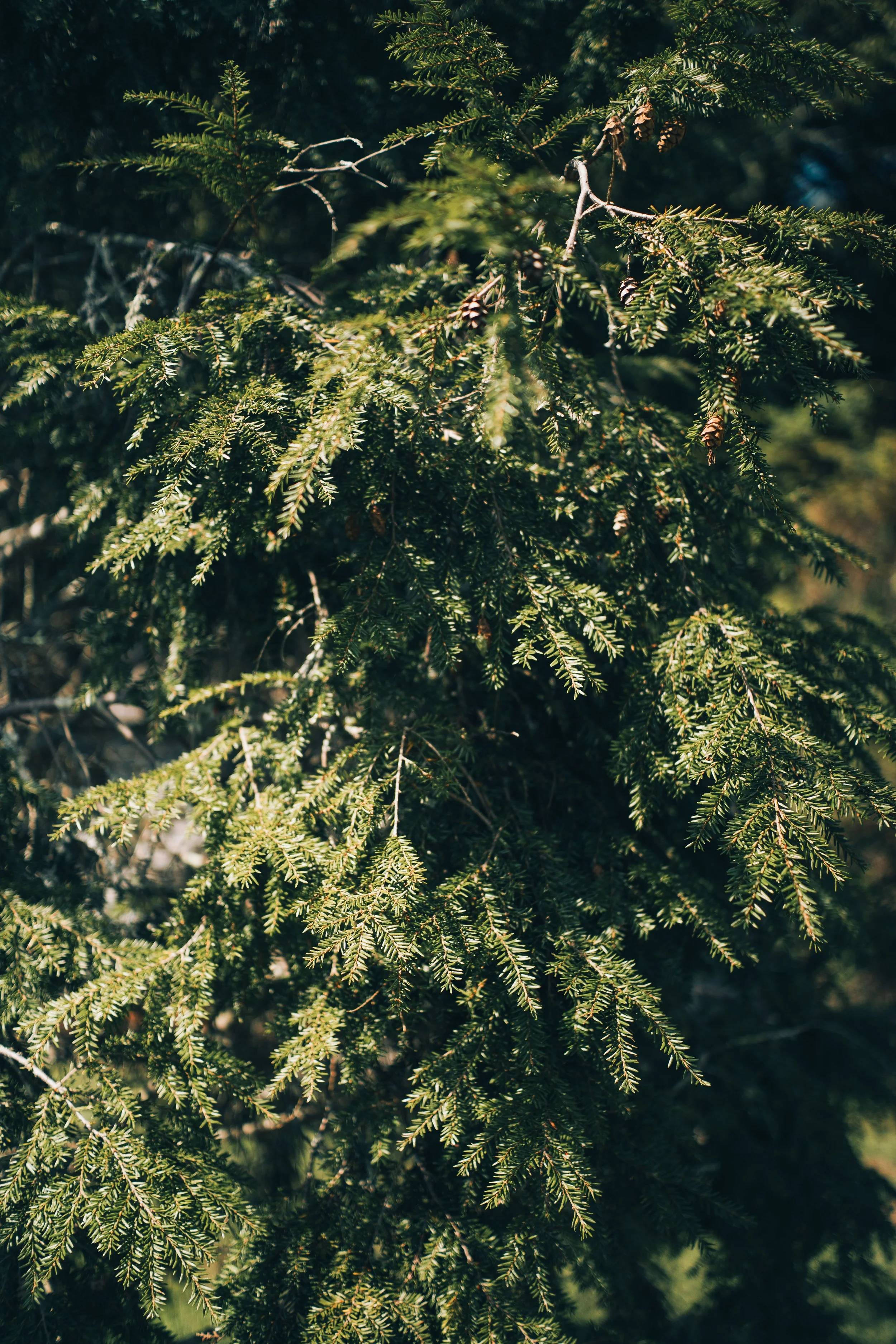 Greenery-16.jpg