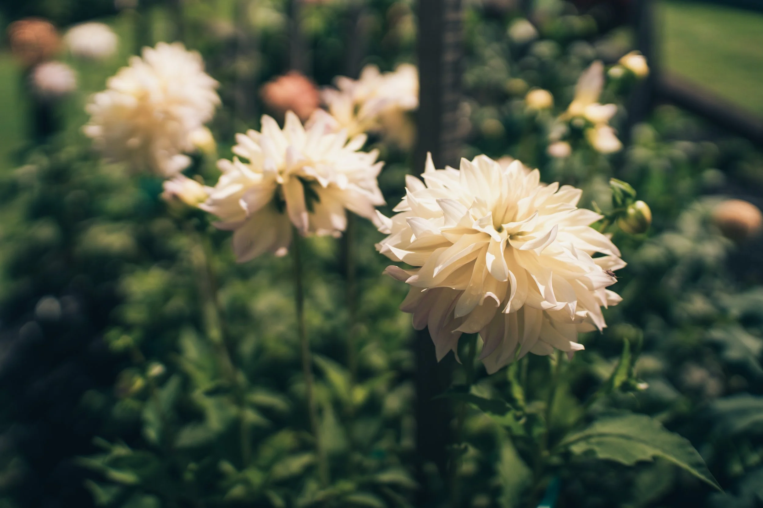 Greenery-14.jpg