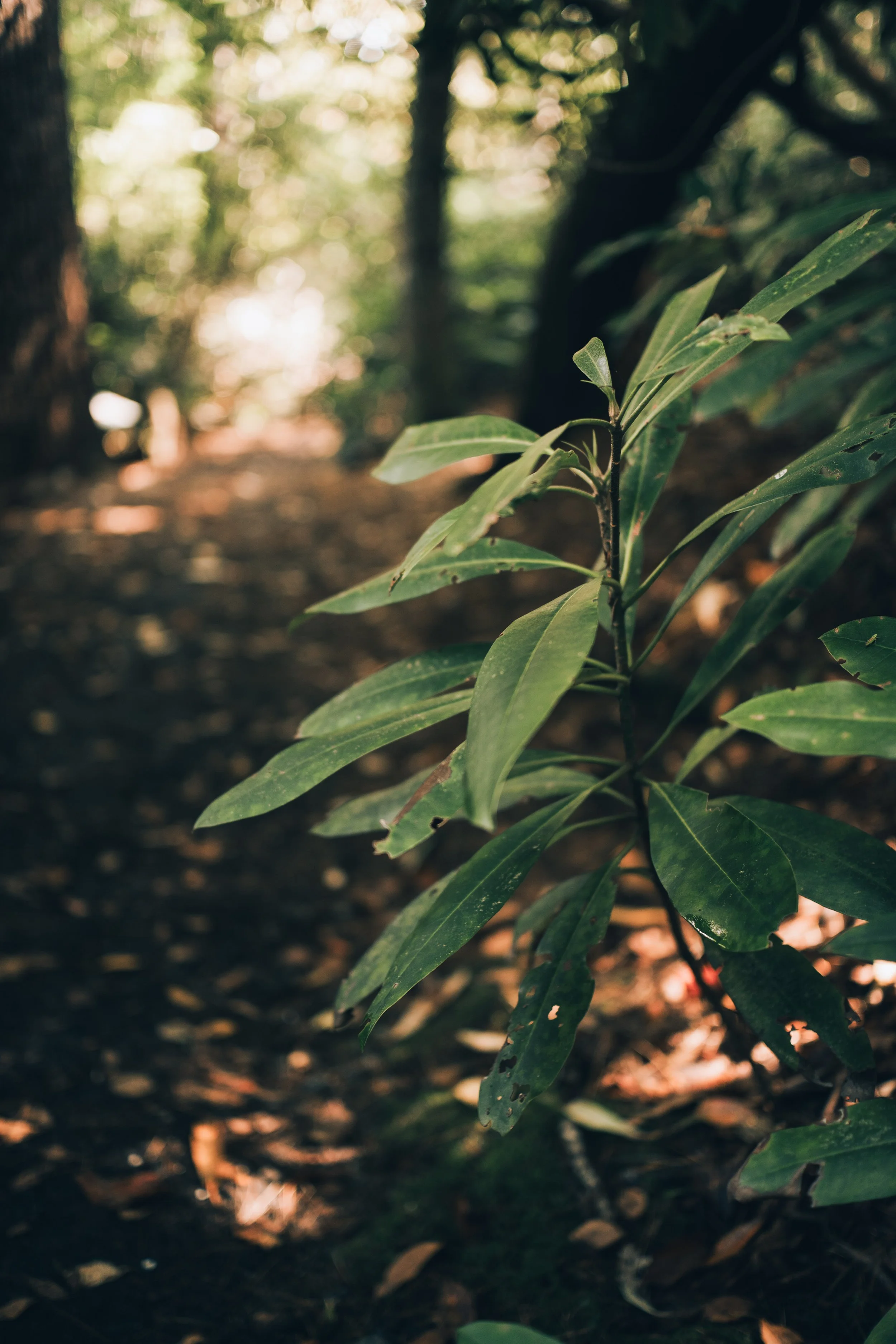 Greenery-7.jpg