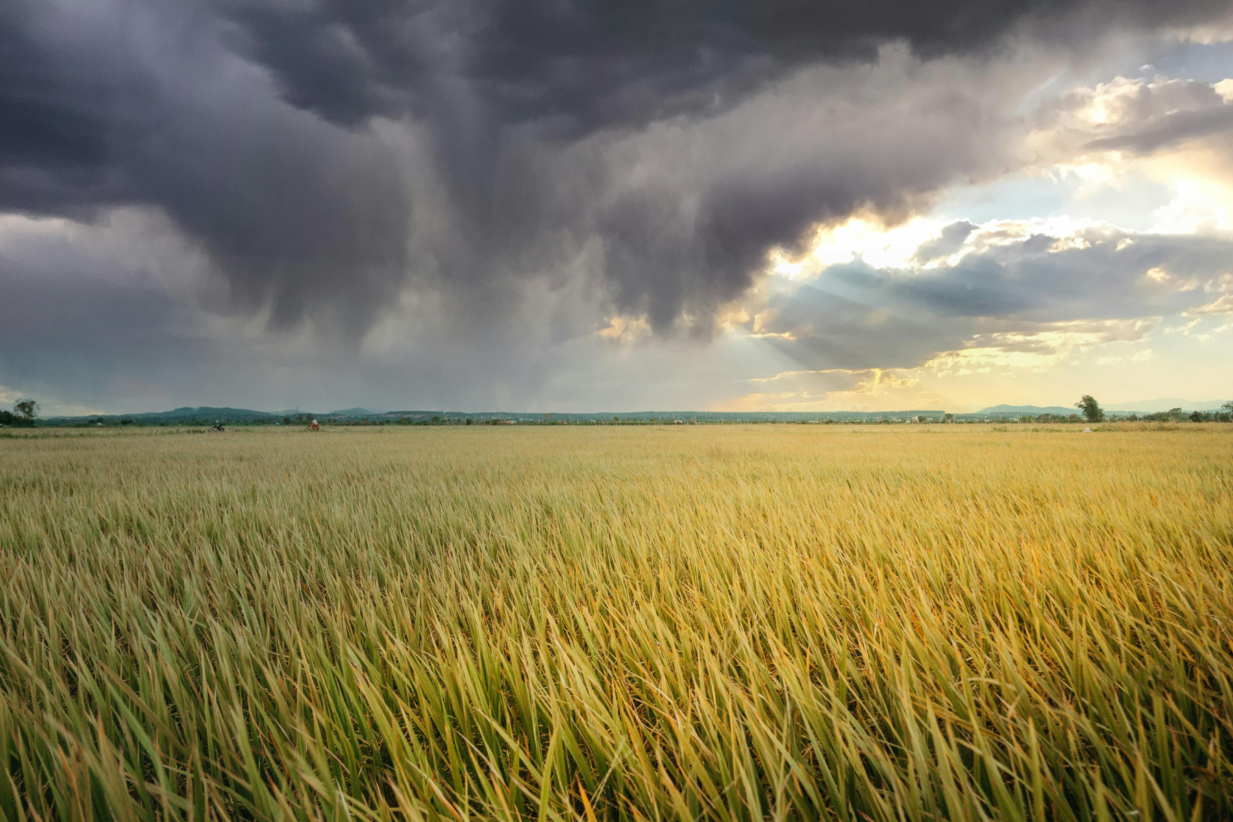 Open field beneath changing skies symbolizing emotional intensity held with calm.