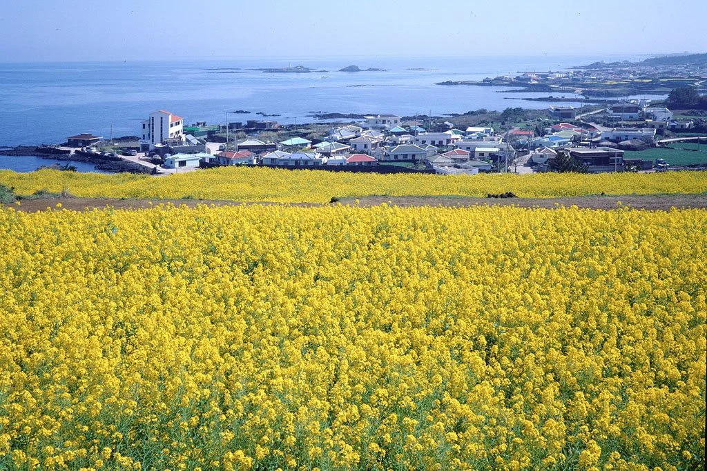 South Korea’s Jeju Island to Launch NFT-powered Visitors Card