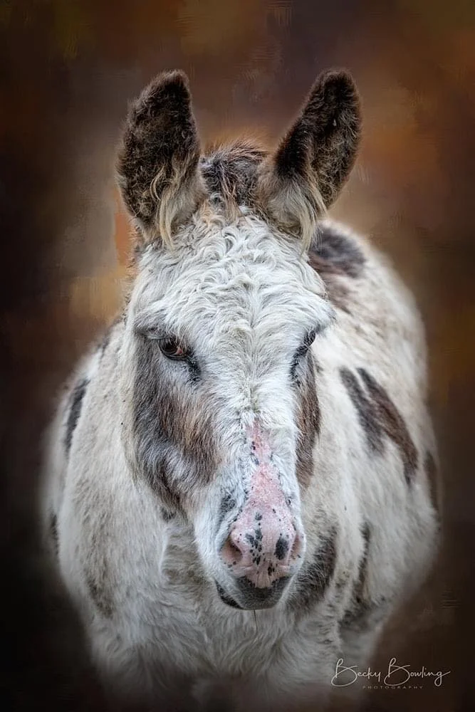 Donk