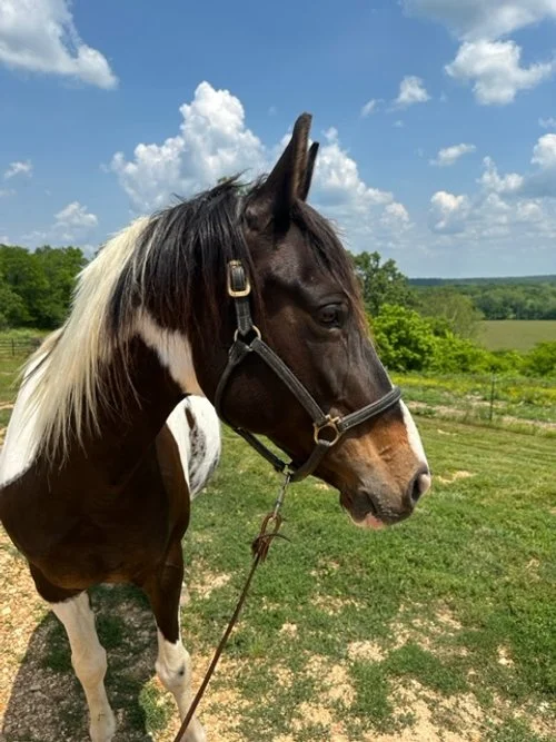 Picture of Horse Gianne