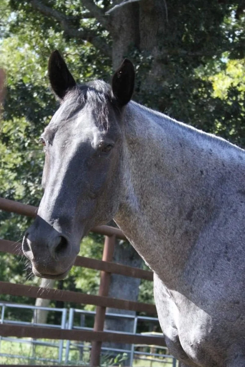 Picture of horse named Rip