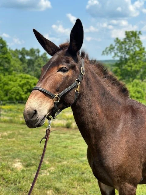 Picture of horse named Helga