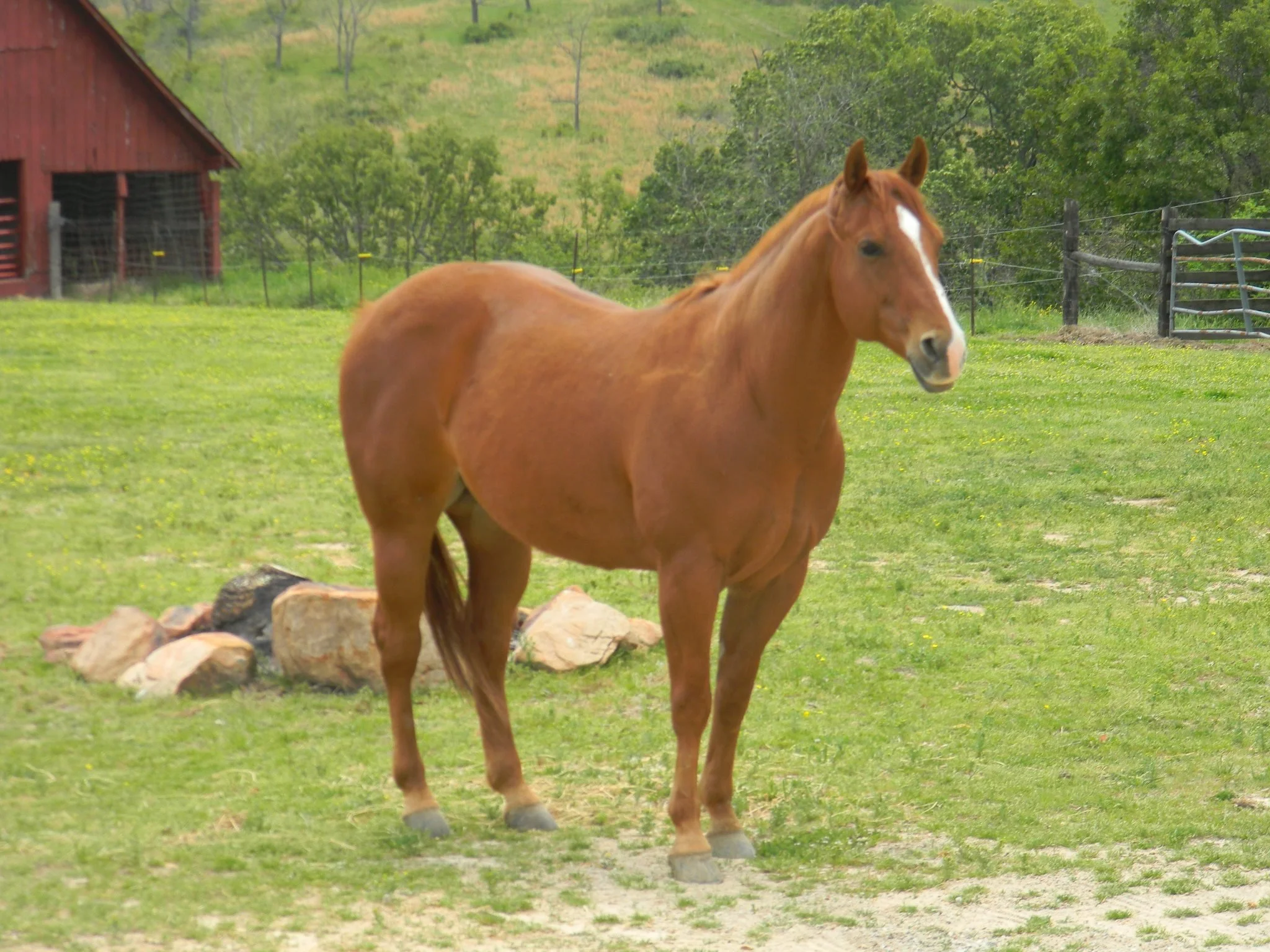 Picture of horse named CD