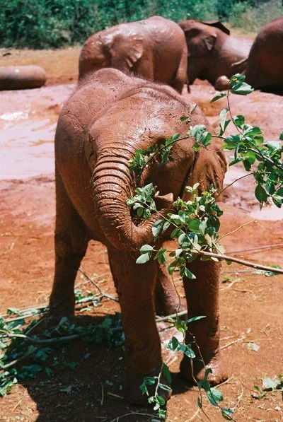 B 2005-2 Kenya 35.jpg