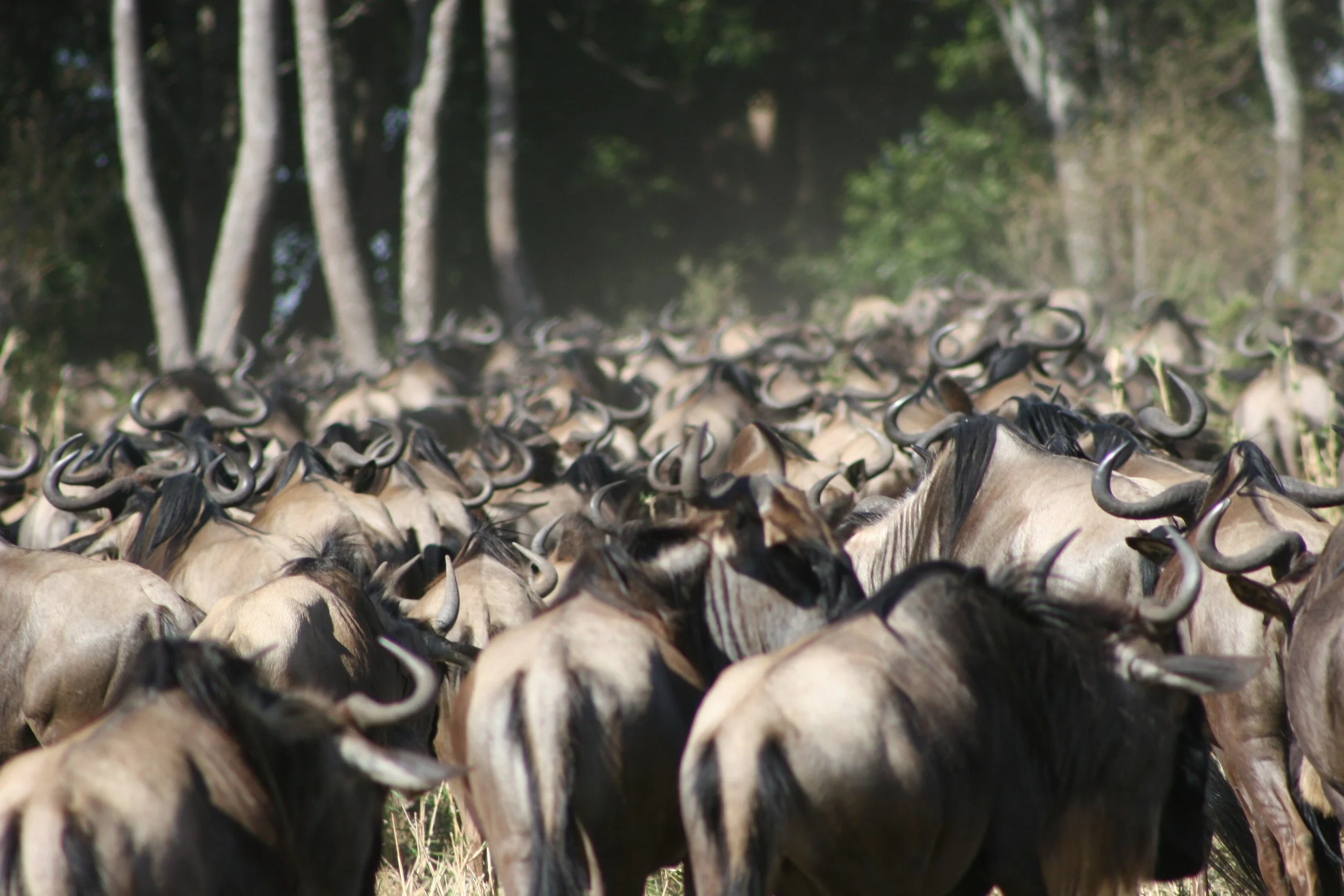 E 2009-10 Kenya 17.jpg