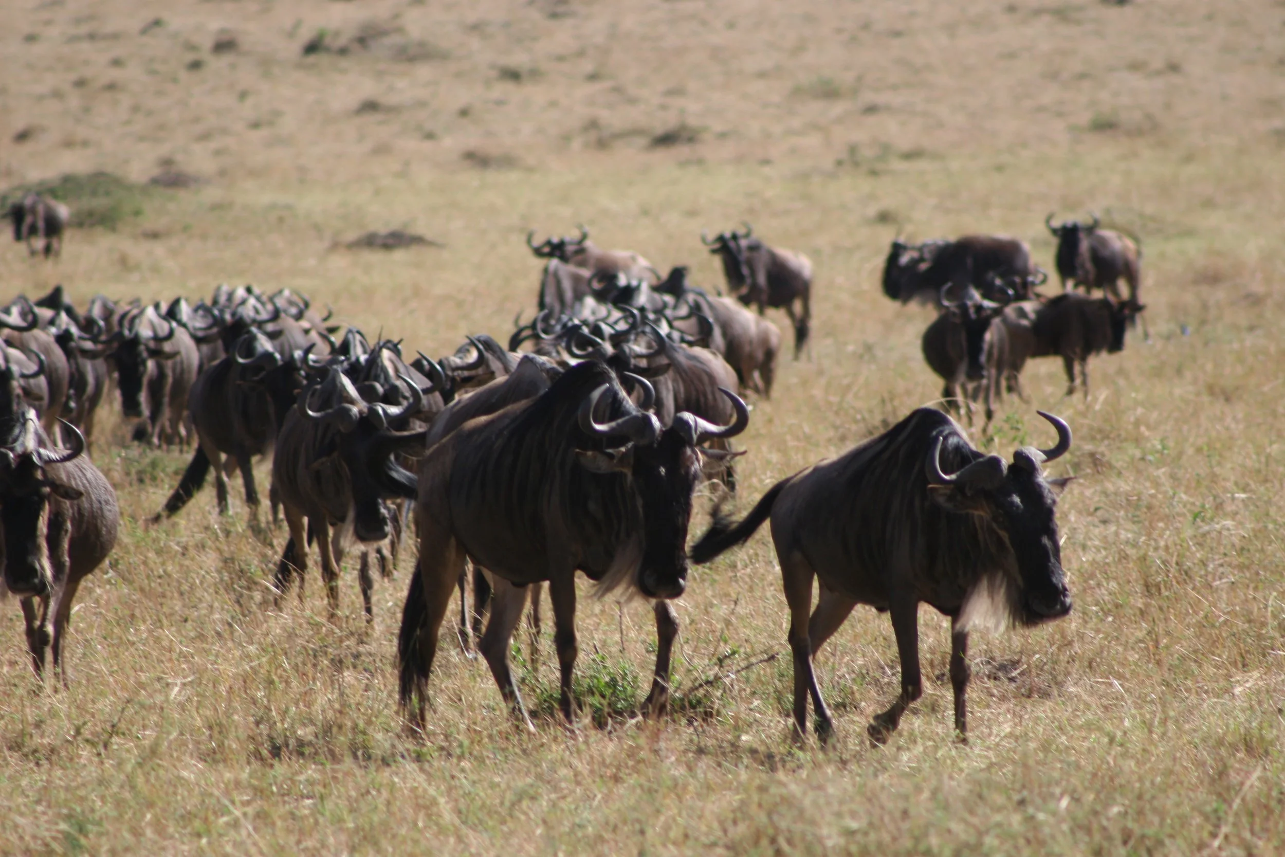 E 2009-10 Kenya 18.jpg
