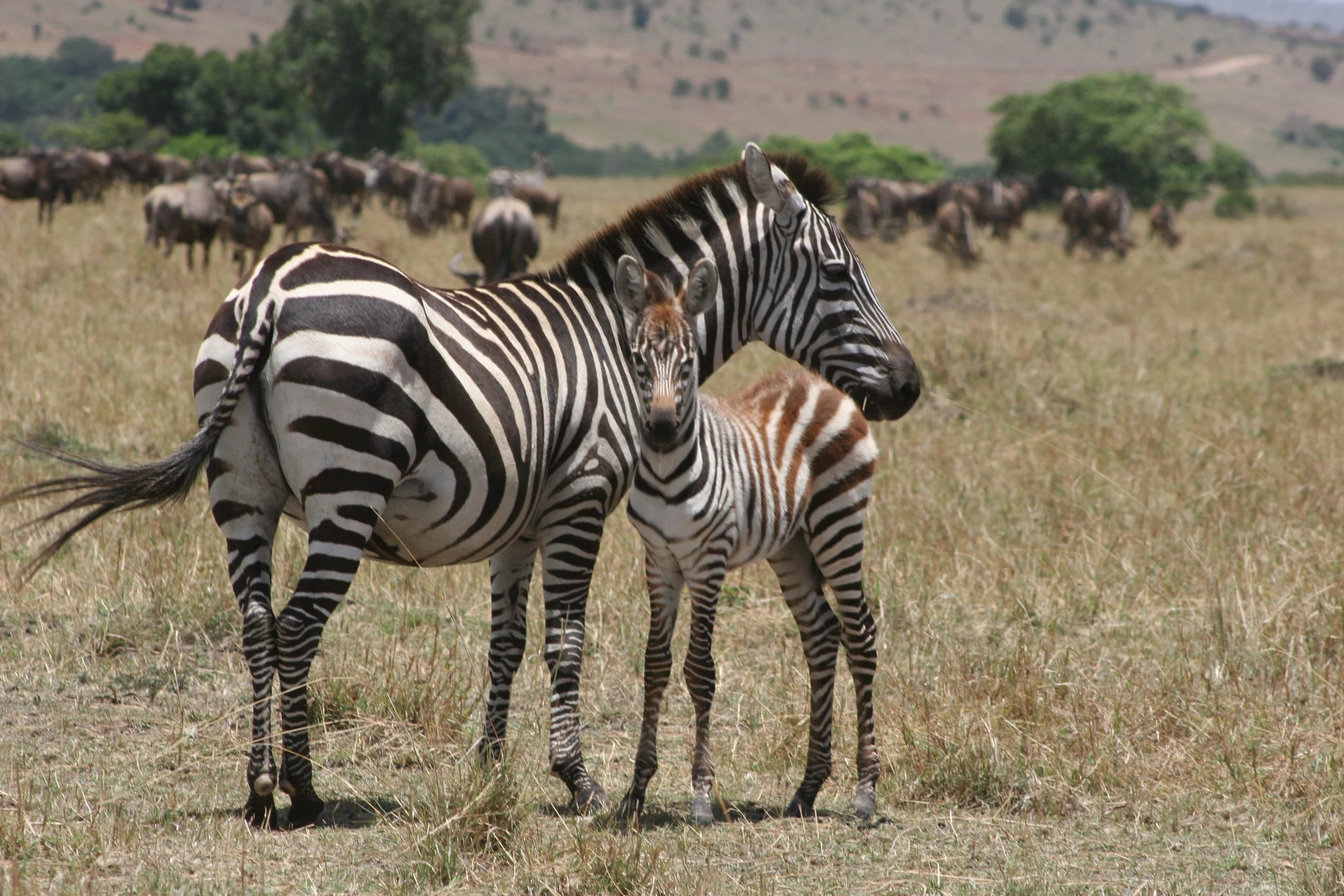 E 2009-10 Kenya 5.jpg