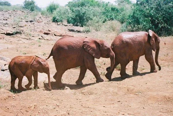 B 2005-2 Kenya 36.jpg
